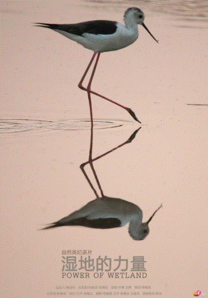 湿地的力量